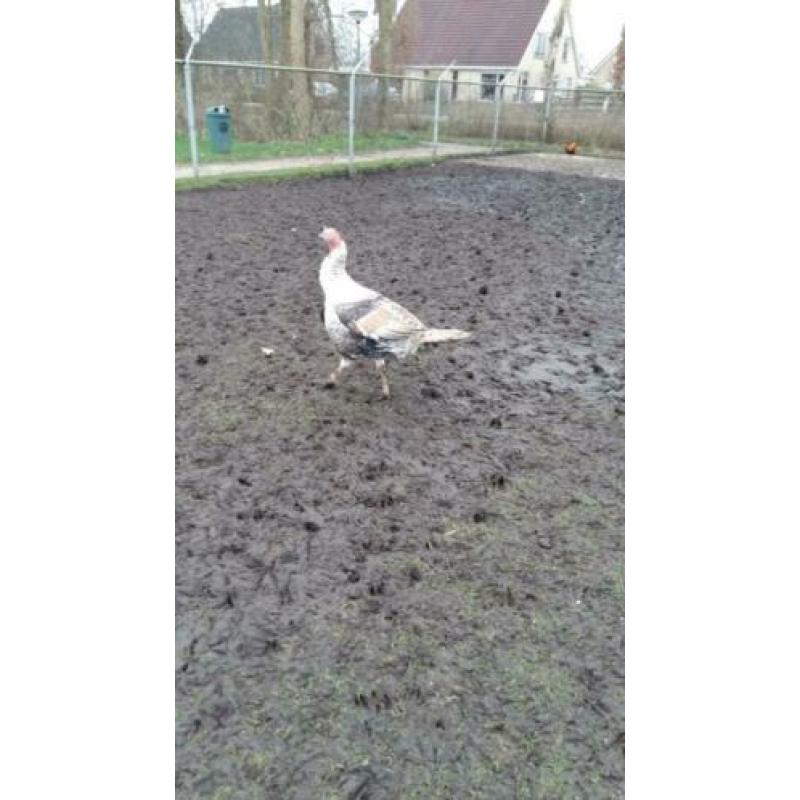 Muskuseenden, witte eenden en kalkoenen