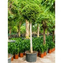 Ficus 'nitida' 340-350cm - Stam art39996