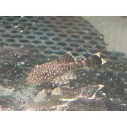Jonge ancistrus wildkleur en albino
