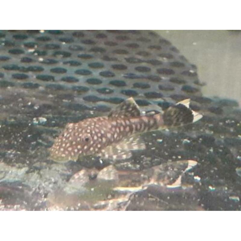 Jonge ancistrus wildkleur en albino