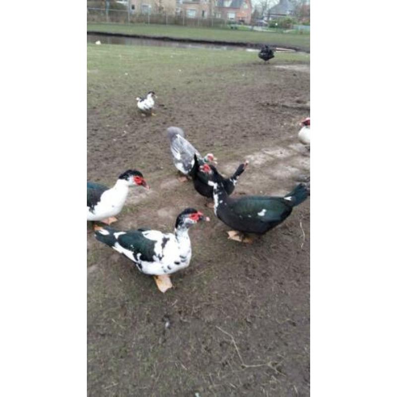 Muskuseenden, witte eenden en kalkoenen