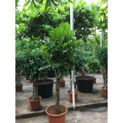Ficus Lyrata - Vioolplant 590-600cm art43929