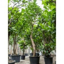 Ficus Lyrata - Vioolplant 590-600cm art43929
