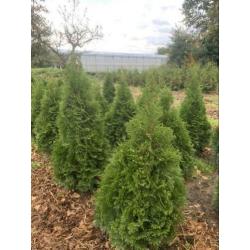 Haagconiferen vanaf €2,50 buxus €1 lavendel €1,50 Hidcote
