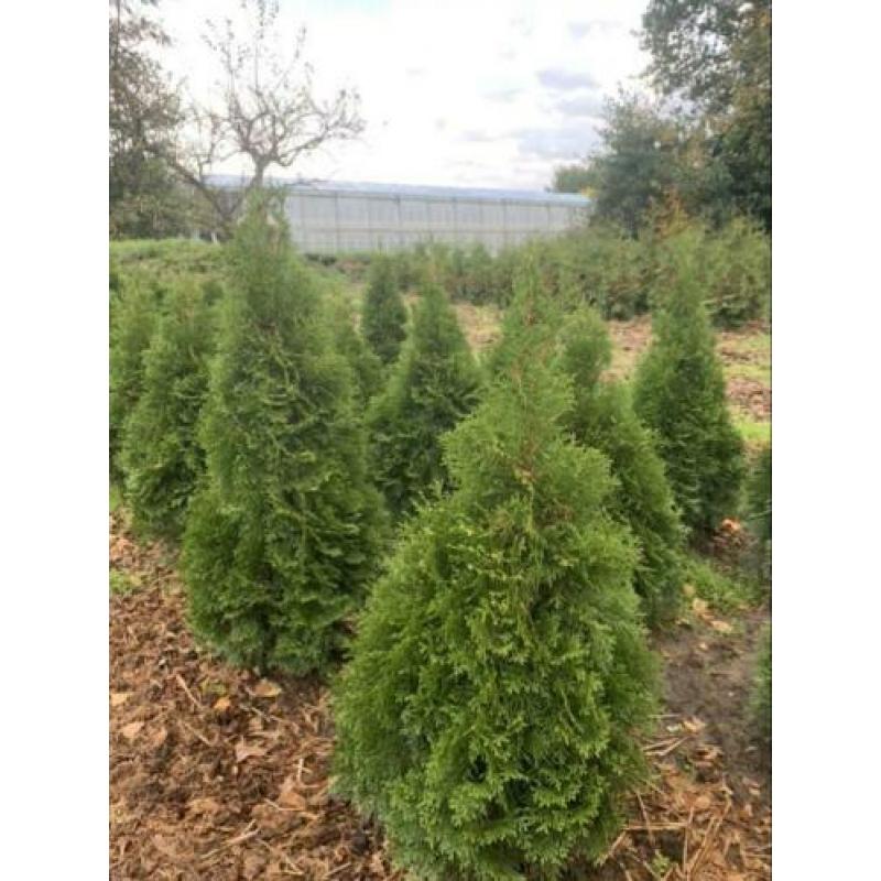 Haagconiferen vanaf €2,50 buxus €1 lavendel €1,50 Hidcote