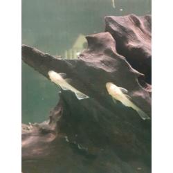 Jonge ancistrus wildkleur en albino