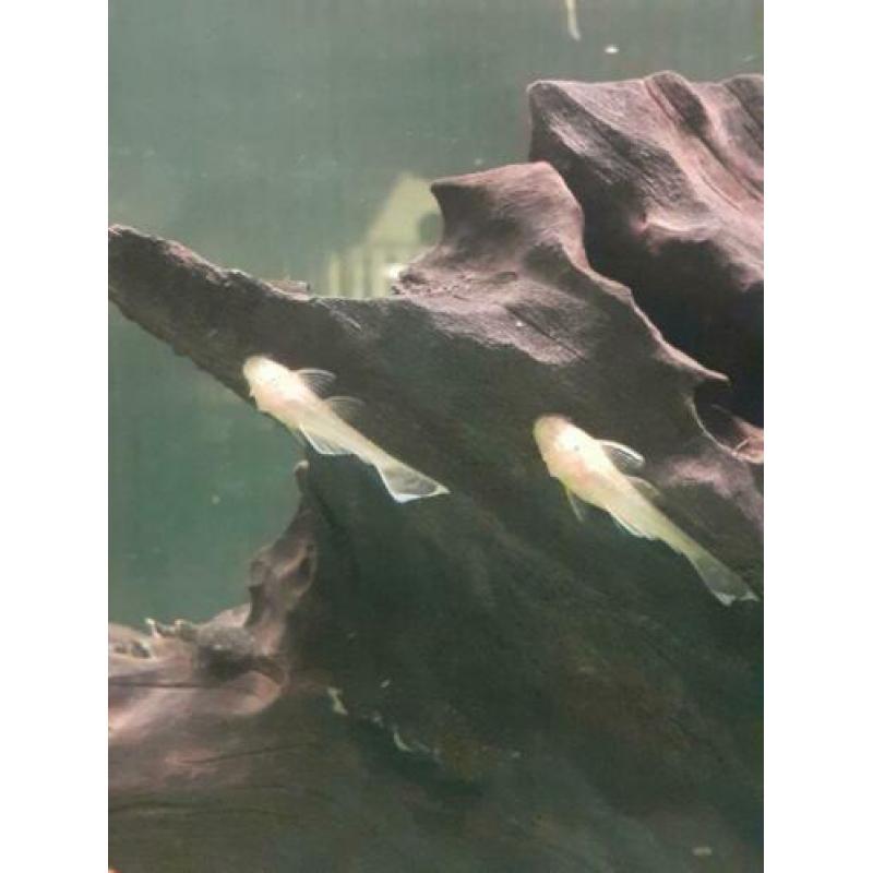 Jonge ancistrus wildkleur en albino