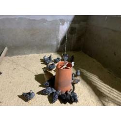 Kuikens