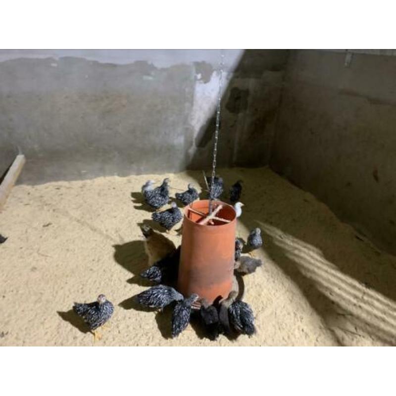 Kuikens