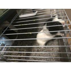 Jong cavia 4 maand met huis
