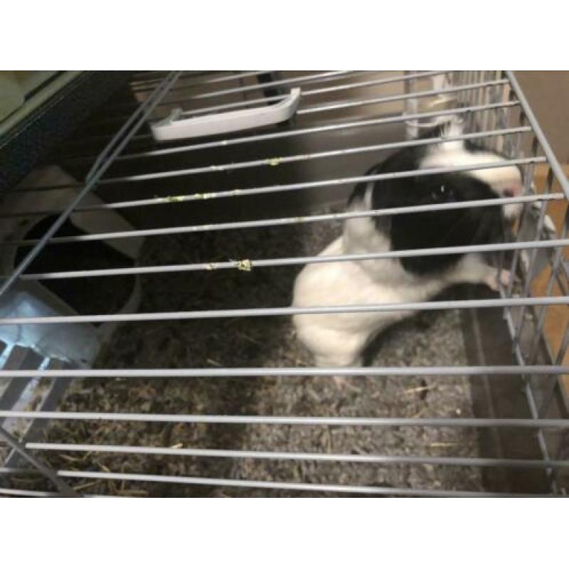 Jong cavia 4 maand met huis