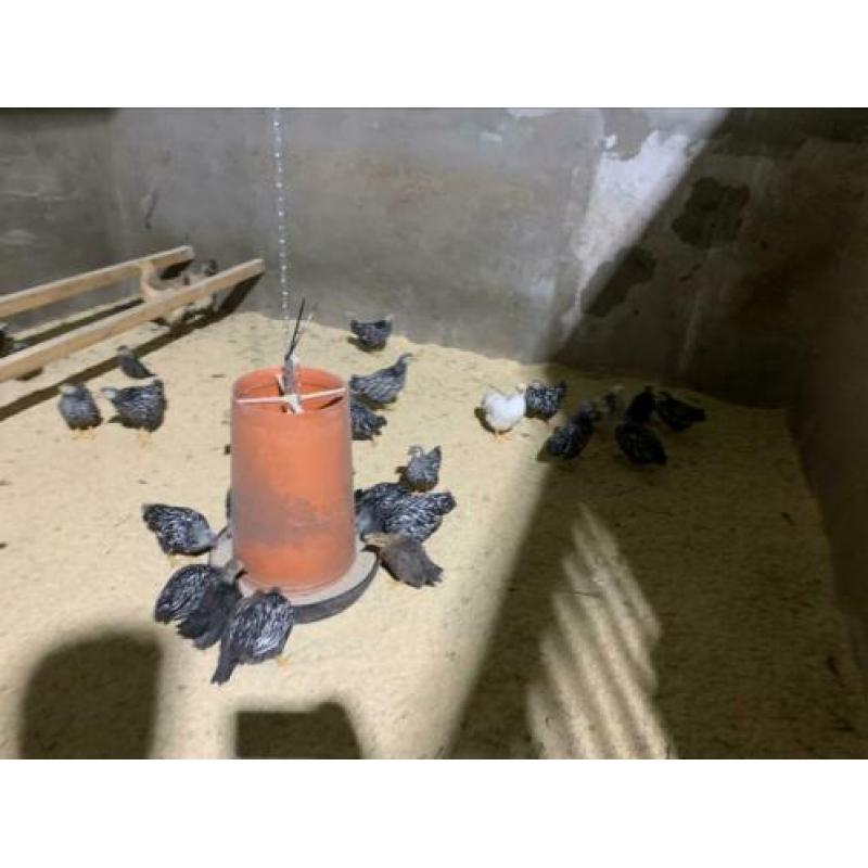 Kuikens