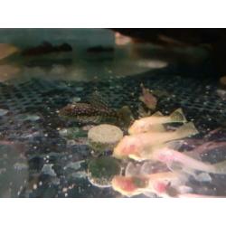Jonge ancistrus wildkleur en albino
