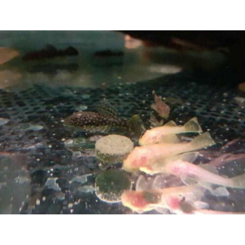 Jonge ancistrus wildkleur en albino