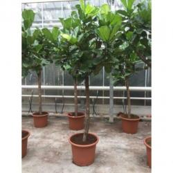 Ficus Lyrata - Vioolplant 590-600cm art43929