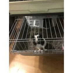 Jong cavia 4 maand met huis
