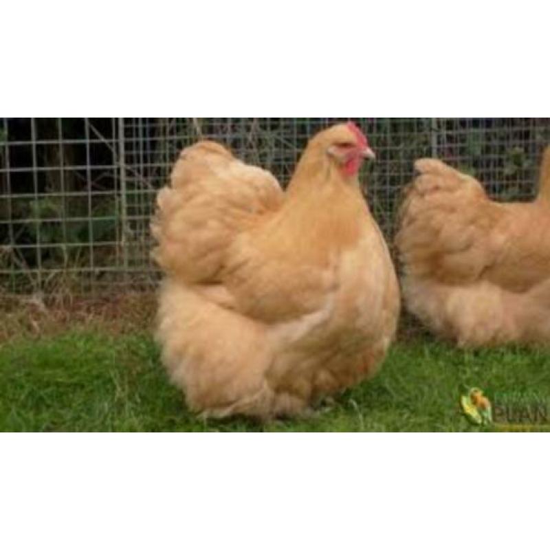 Brahma Groot, Orpington Groot Geënt-Ontwormt-Hennen 8-12wkn