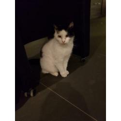 Lieve (oudere) poes aangeboden