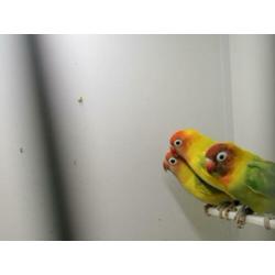 12 agaponis nigrigenis verschillende kleuren te koop