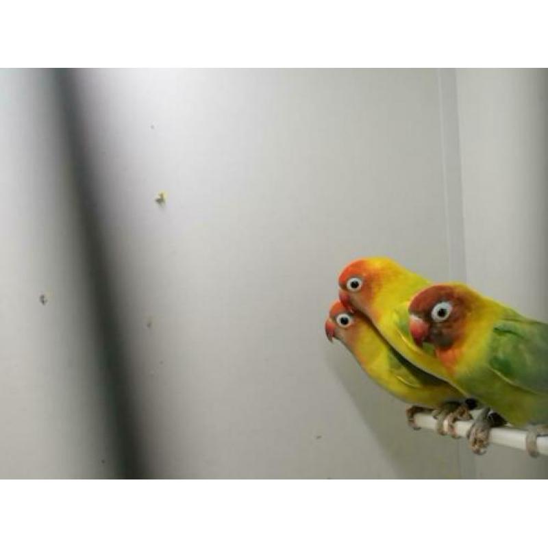 12 agaponis nigrigenis verschillende kleuren te koop