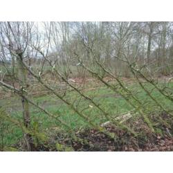 Te koop fruitbomen