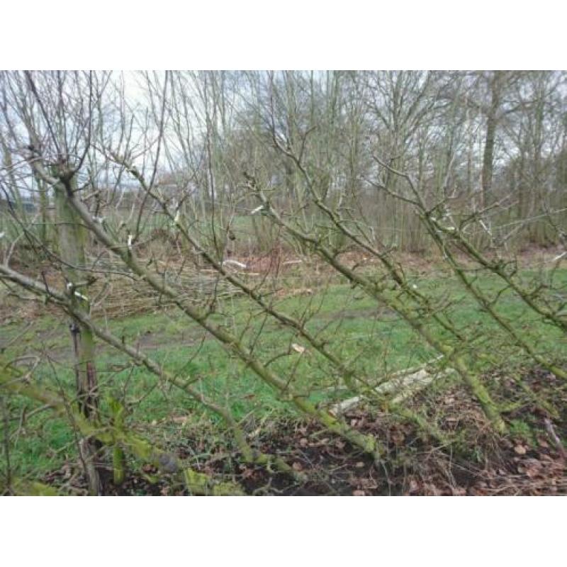 Te koop fruitbomen
