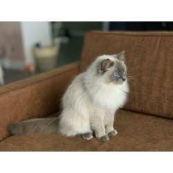 Prachtige, hele lieve Ragdoll poes, blue point