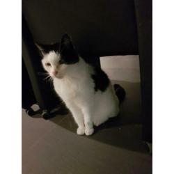 Lieve (oudere) poes aangeboden
