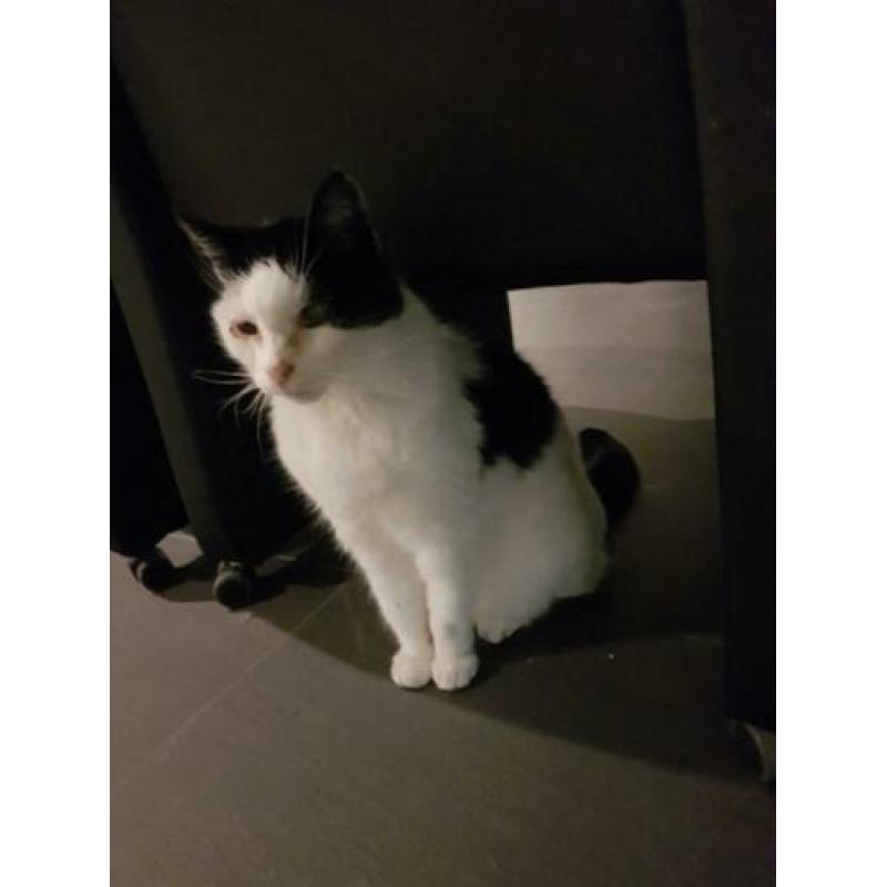 Lieve (oudere) poes aangeboden