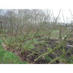 Te koop fruitbomen