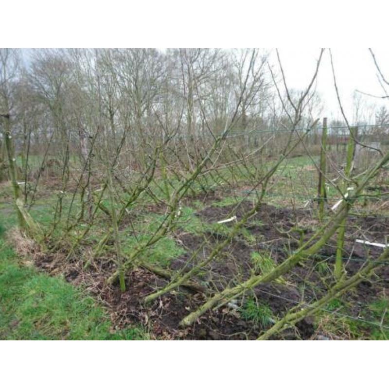 Te koop fruitbomen
