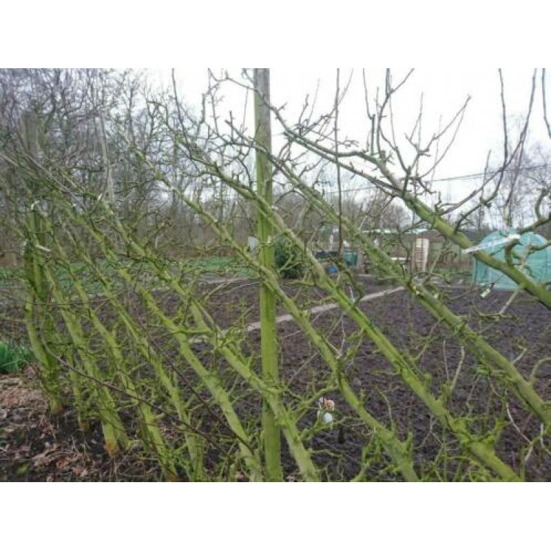 Te koop fruitbomen