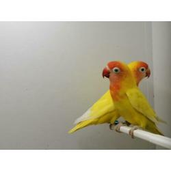 12 agaponis nigrigenis verschillende kleuren te koop
