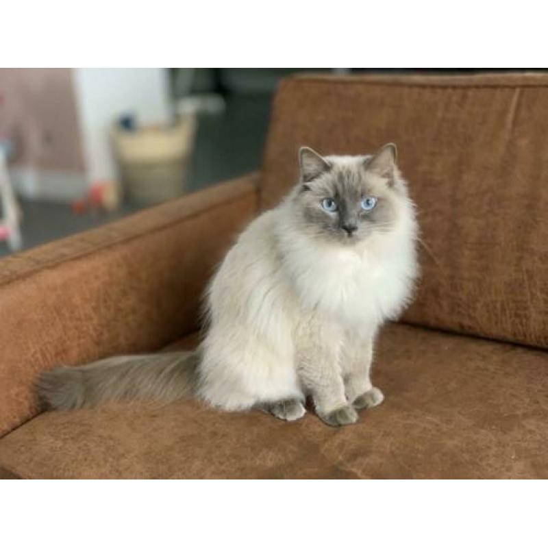 Prachtige, hele lieve Ragdoll poes, blue point