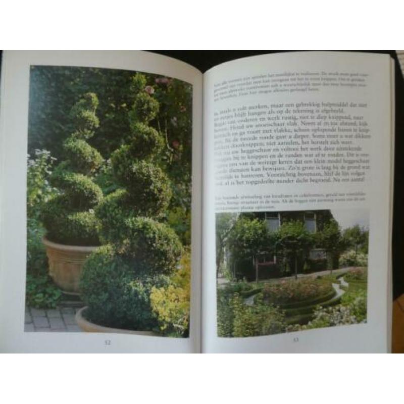 BUXUS -Ireen Schmid