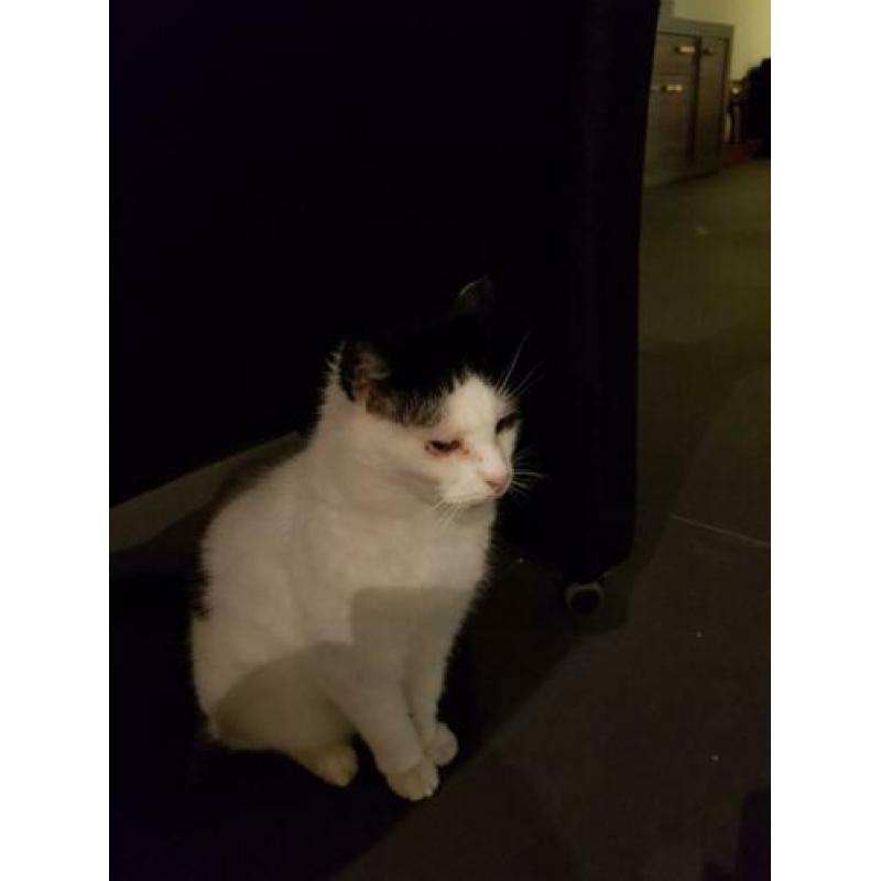 Lieve (oudere) poes aangeboden