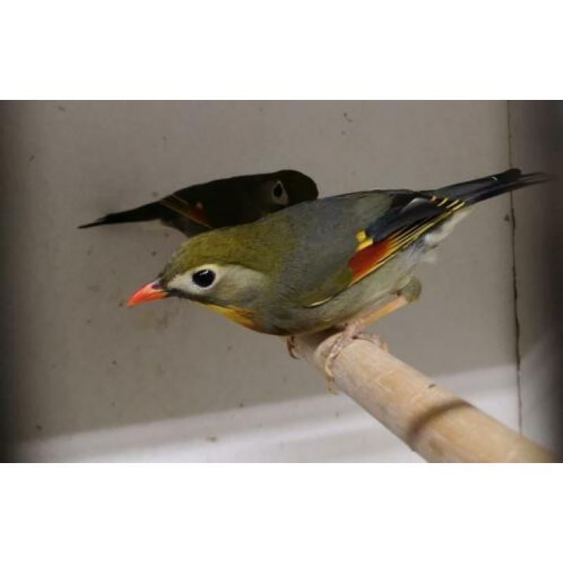 Japanse nachtegalen (koppels) 2019
