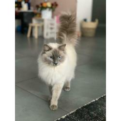 Prachtige, hele lieve Ragdoll poes, blue point
