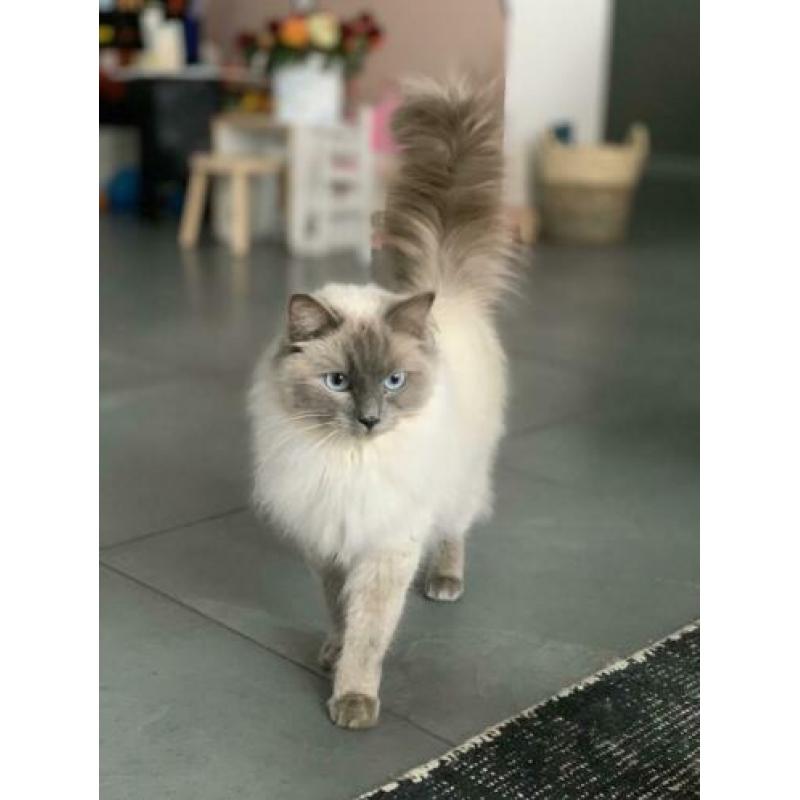 Prachtige, hele lieve Ragdoll poes, blue point