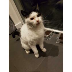 Lieve (oudere) poes aangeboden