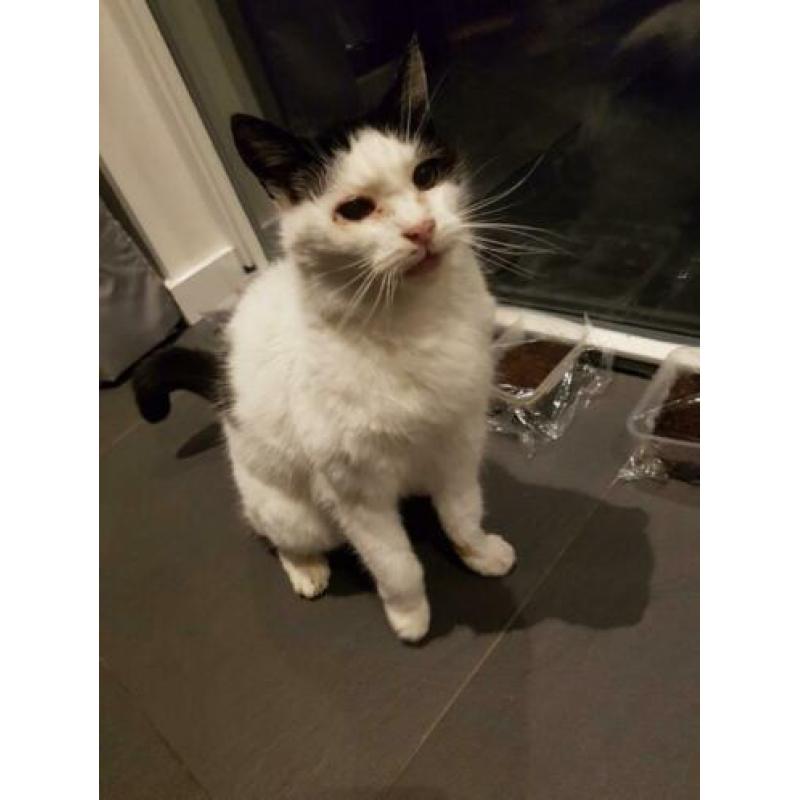 Lieve (oudere) poes aangeboden