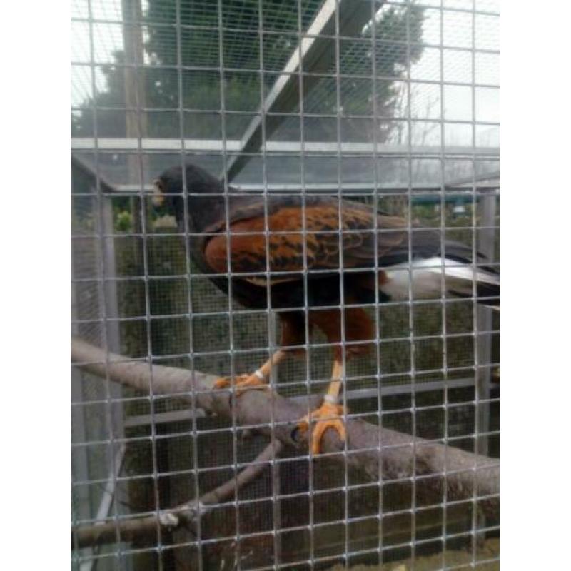 Woestijnbuizerd te koop