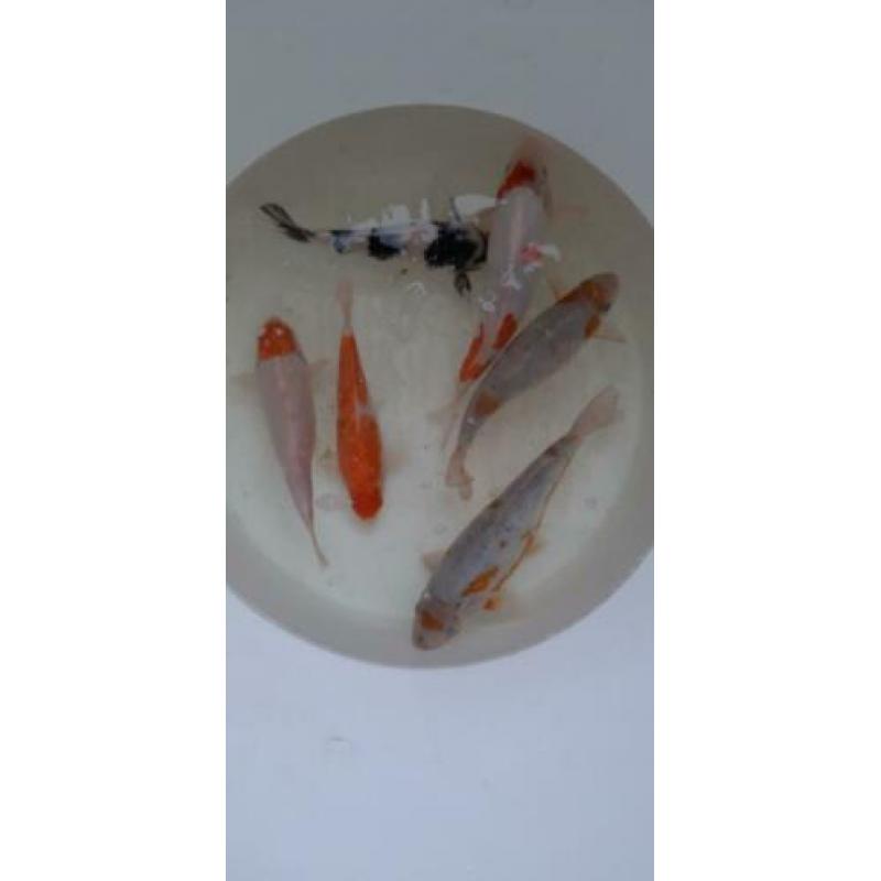 Koi