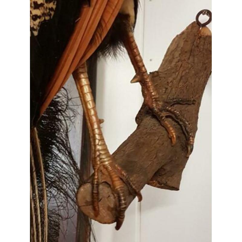 Taxidermie , opgezette blauwvleugel pauw in vol ornaat ??