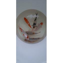 Koi