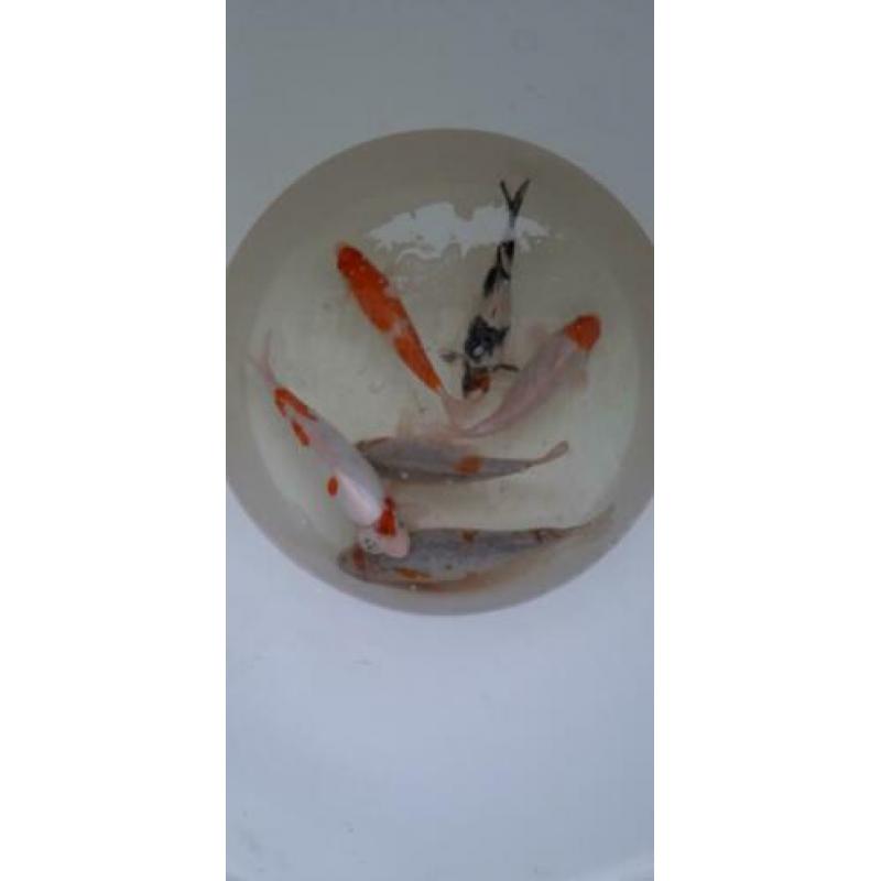 Koi
