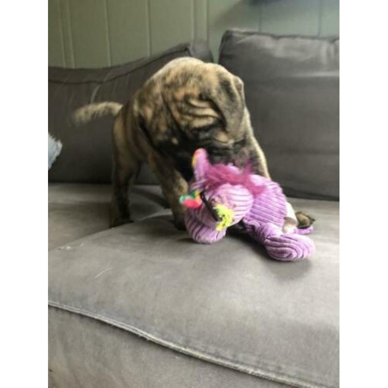 Bullmastiff puppie op zoek ....