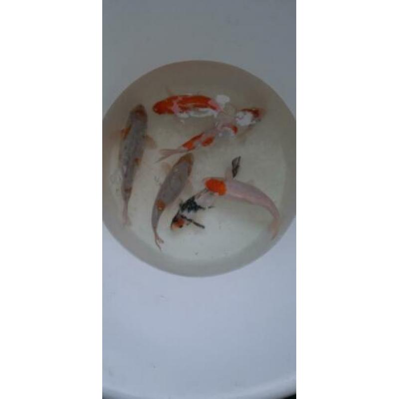 Koi