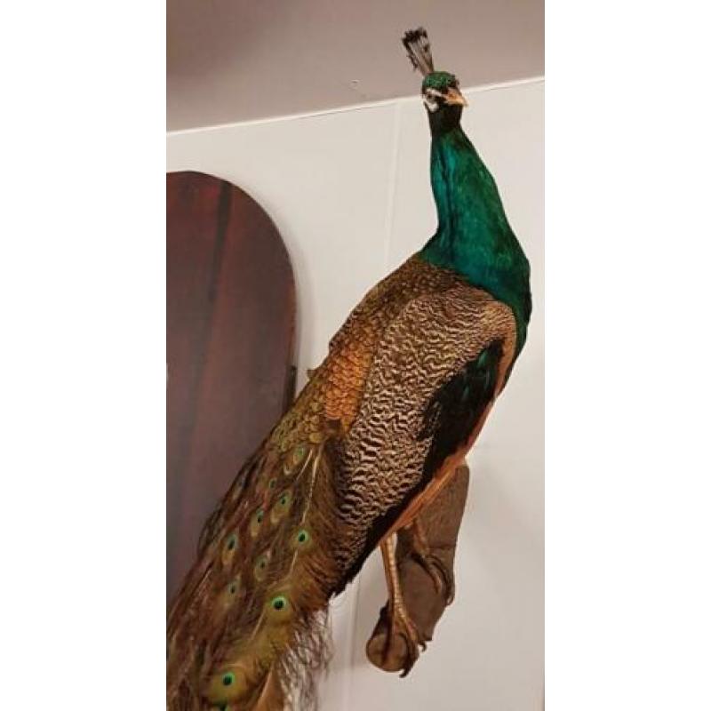 Taxidermie , opgezette blauwvleugel pauw in vol ornaat ??