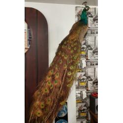 Taxidermie , opgezette blauwvleugel pauw in vol ornaat ??